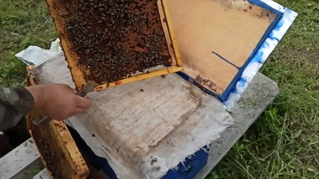 Как местная пчела принимает неплодных маток Кордован.