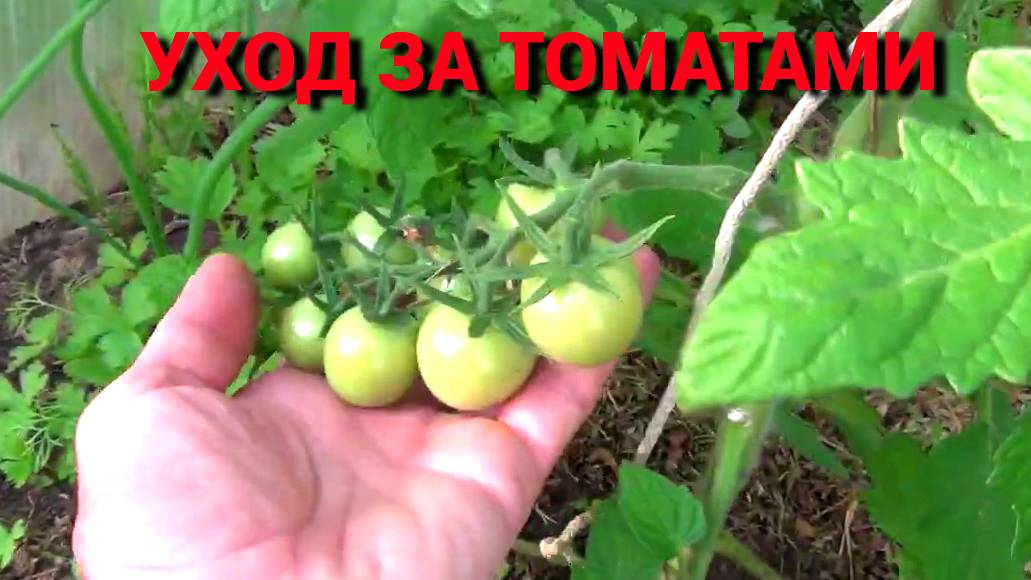 Кормить или  не кормить. Томаты в теплице.
