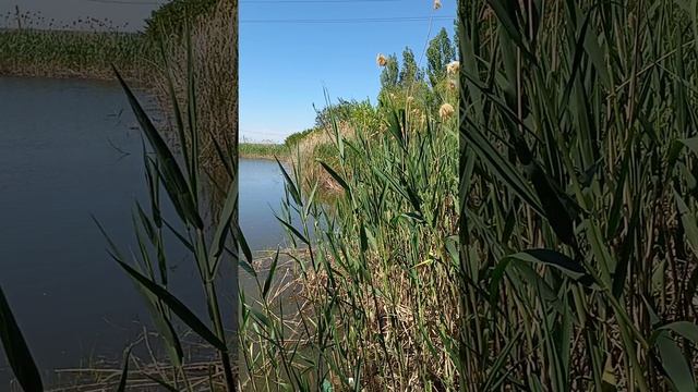 видео пруд аэродромный рыба пошла карась и окунь