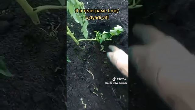 Помидоры сильно переросли сажаю лёжа, оставляю только, 3 листа над землёй. #огород #помидоры #дача