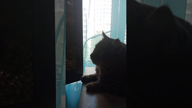 25.05.2025, Сегодня очередь смотреть " Сваты "