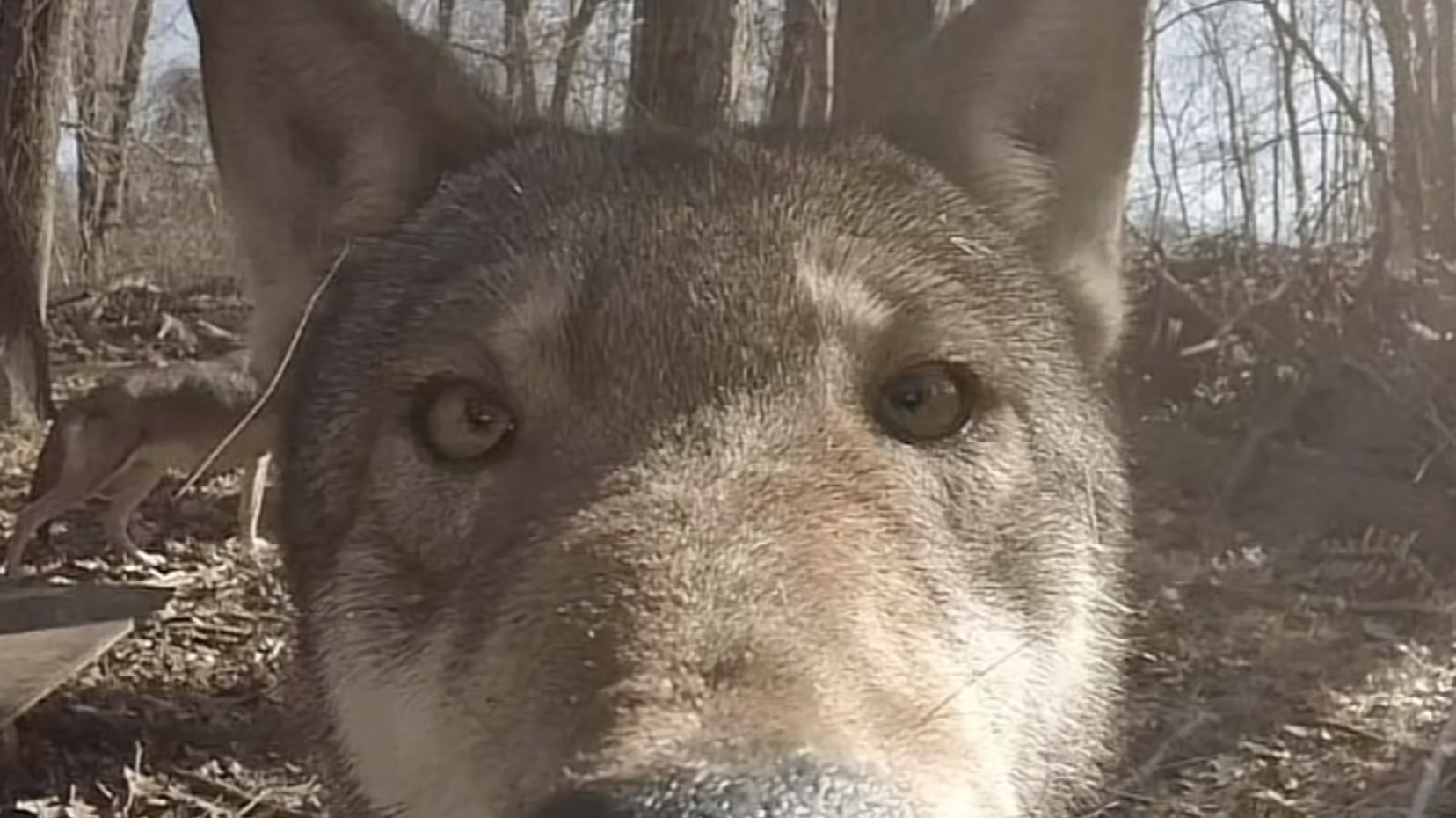 Конфеты оценивают от 1 до 10