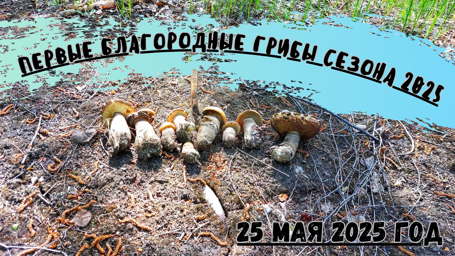 Открытие сезона ТИХОЙ ОХОТЫ 2025! ПЕРВЫЕ благородные ГРИБЫ 25 мая 2025! ПОДОСИНОВИКИ!