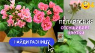 Пеларгония отсушивает цветки. Что делать?
