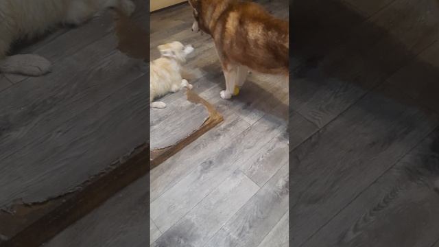 Жадный батя