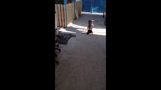 Собака. Том