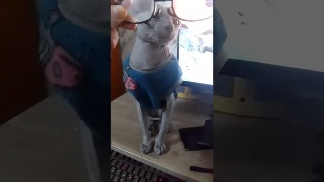 Мартышка к старости слаба глазами/The monkey's eyes are weak in old age❤️ #cat #animals #sphynx
