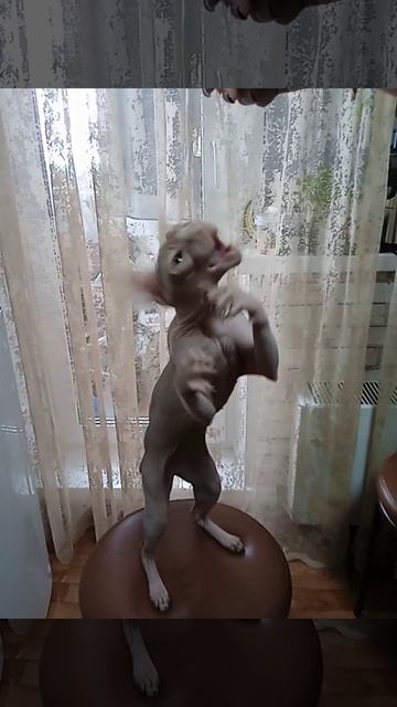 Сфинкс играет со спагеттинкой #канадскийсфинкс#ilyhapon#Зевс#сфинкс#кот#лысыйкот#спагетти#котиграет