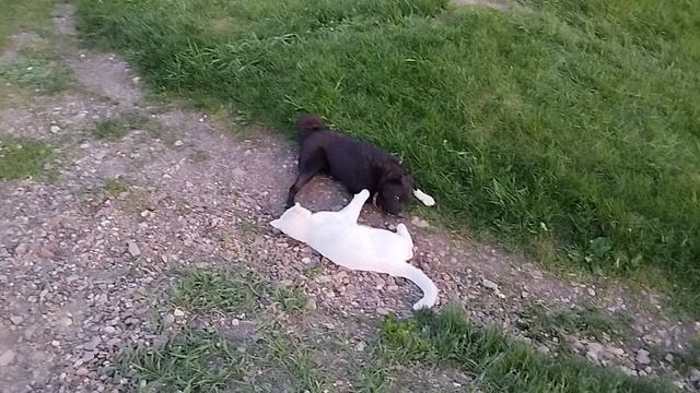 Вечерний кусь-кусь и игреще