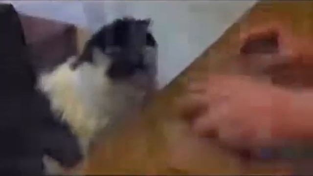 Прикольные кошки Веселая Подборка веселых Кошек!! Забавно смотреть!!
