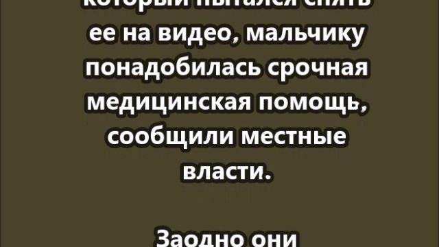 В Челябинской области гадюка укусила ребенка