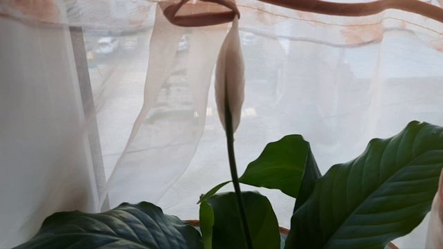 Всегда меня радует,когда зацветает.Любит меня.🤍🤍🤍🌱🌿