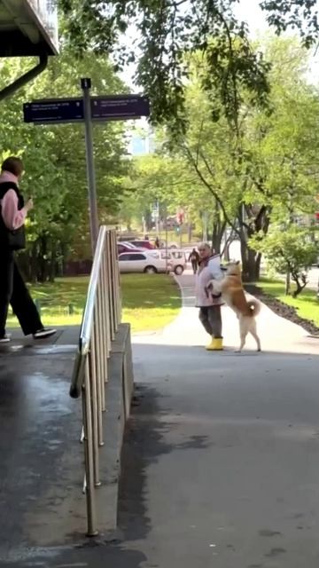Женщина идет за руку с собакой по Москве 2