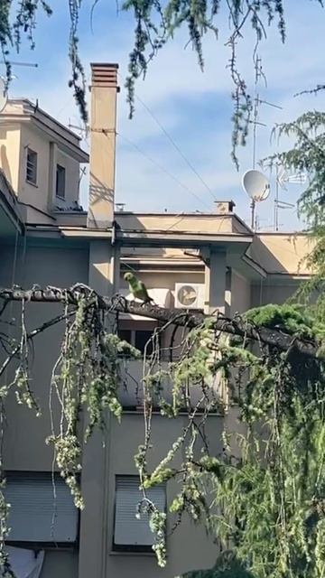 ПОПУГАЙ 🦜 КЕША СНОВА ВЕРНУЛСЯ | РИМ | ИТАЛИЯ 🇮🇹