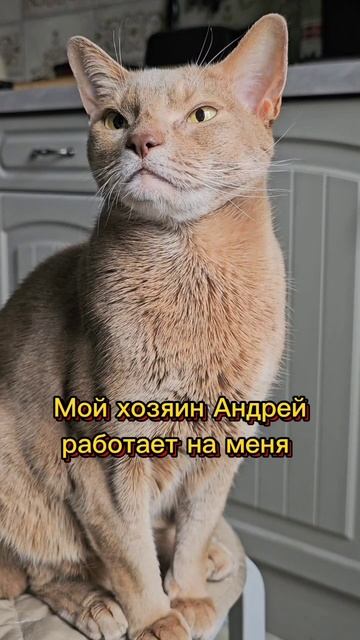 Решил подбодрить хозяина #смешнойкот