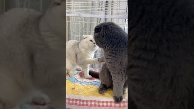Смешная подборка котов