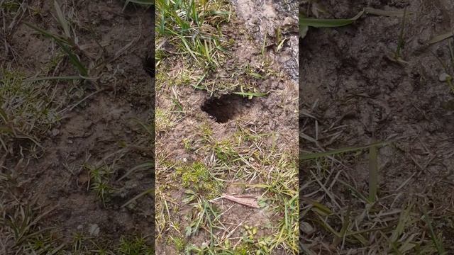 Кроты переворошили весь приусадебный участок. Вся земля в кротовых норах