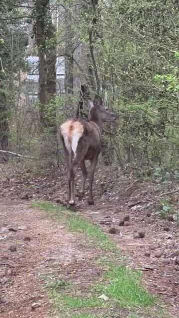 Олень. 🦌