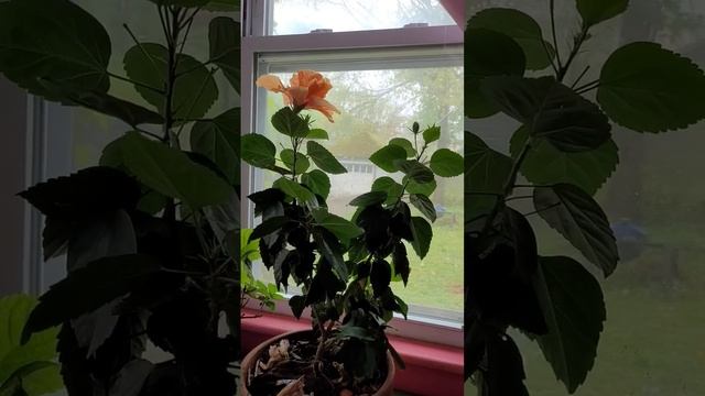 3.1 5May25 Водители траков, Английский и Рецессия. Скенект?