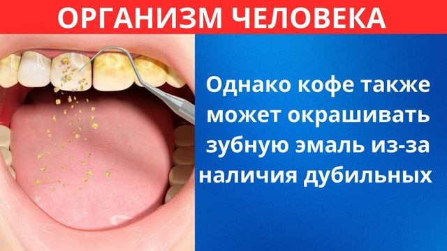 Правда о кофе ! Реакция сосудов на кофе вас удивит!!