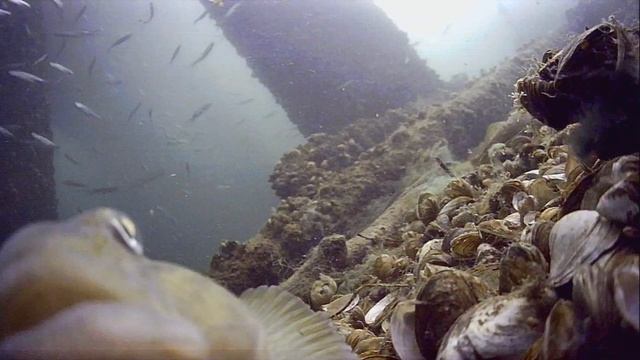 1000043657.mp4Волга гл.5м.28.05.2025г