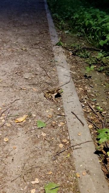 видео для среды