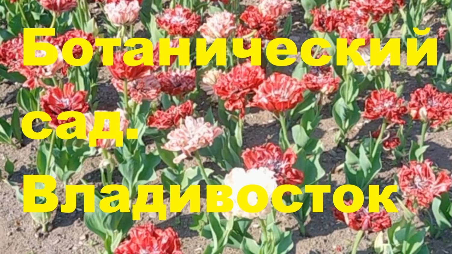 Ботанического сада. Владивосток.
2025