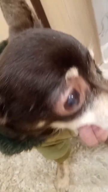 Маффи у проктолога🐶