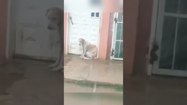 Котики