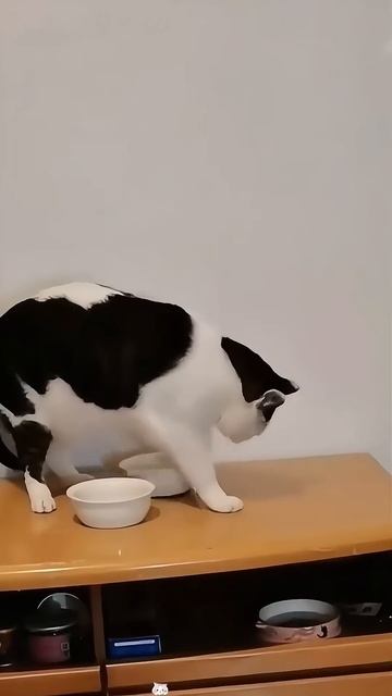 Осторожно, котики!41