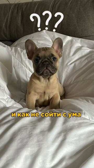 Щенок - катастрофа! #Щенок #кинолог #зоопсихолог #собаки #дрессировка