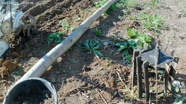 Готовлю грядку к посадке перца.