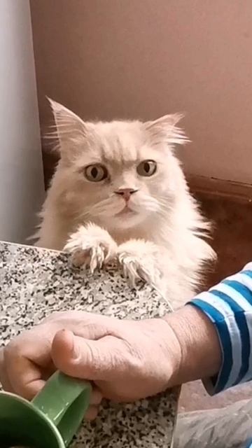 Тяжкая жизнь кота Сольки)