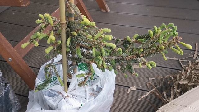 Новые саженцы в сад, посылка из Опт-Хоз. 28.05.2025. Восток Ленобласти
