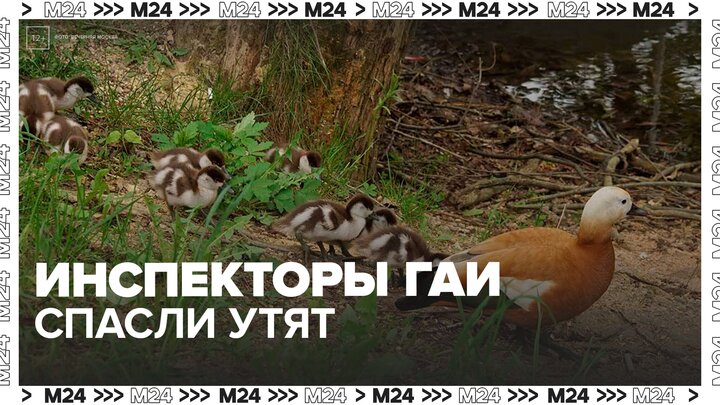 Подмосковные инспекторы ГАИ спасли утят, провалившихся в ливневую канализацию - Москва 24