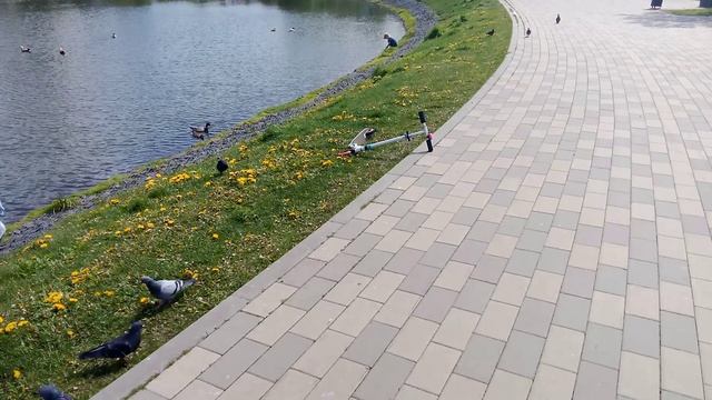 Нижний Горчаковский пруд. Цикл Старинные пруды России.