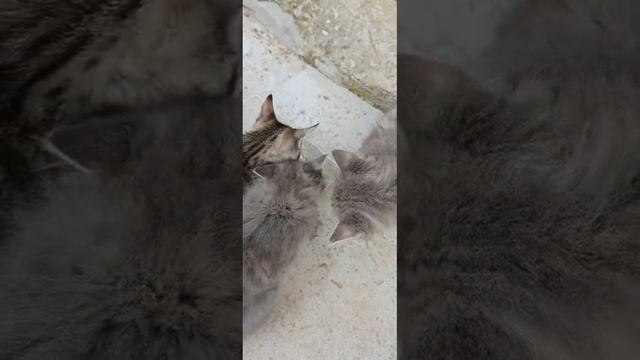 кота. в добрые надежные руки...