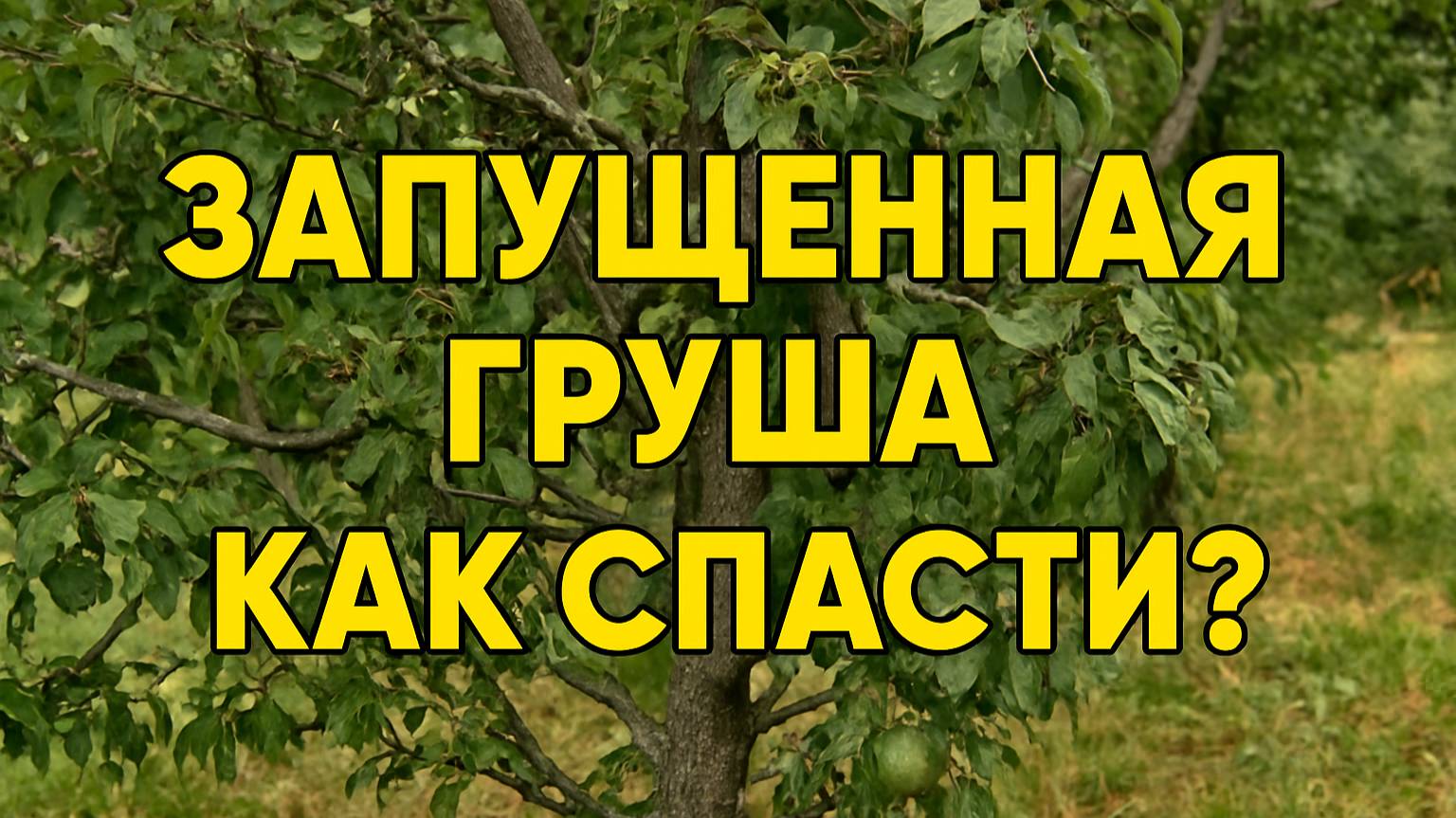 Реанимация запущенной груши: как восстановить дерево и вернуть урожай