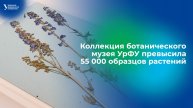 Коллекция ботанического музея УрФУ превысила 55 000 образцов растений