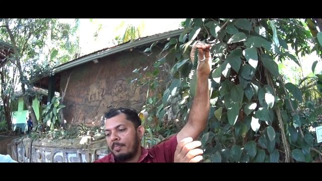VLOG-3.Как мне побрили ногу в Саду Специй!Фабрика Чая,Сад