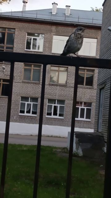 Наблюдаю за птицей