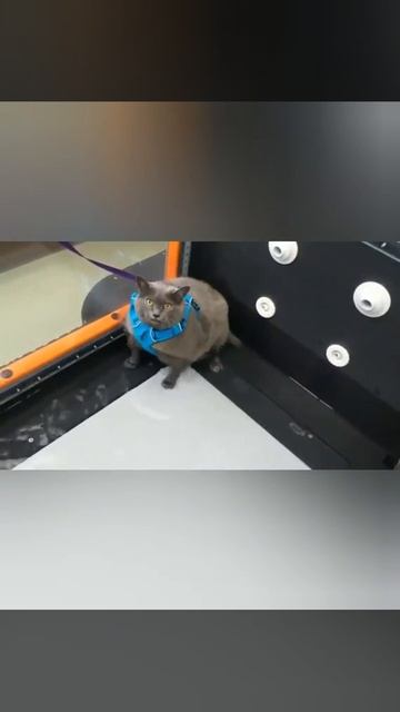 Ленивую кошку по кличке Шлакоблок привели на беговую дорожку....