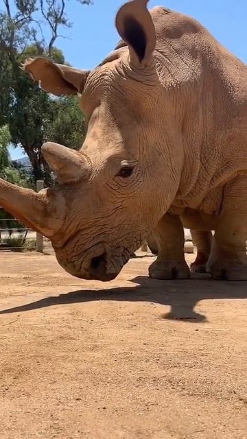 🦏 Кения, заповедник Ол Педжета

На планете осталось всего две самки северного белого носорога.