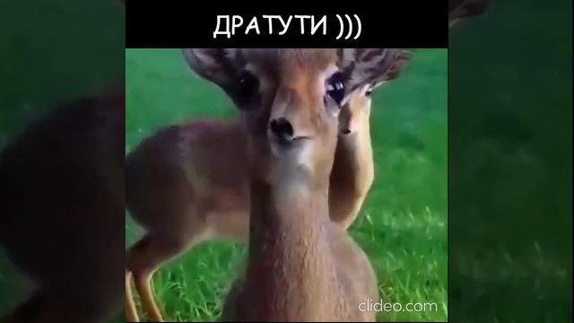Дратути