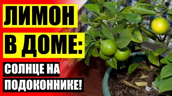 Лимон из семечки в домашних условиях 💡 Уход за комнатным лимоном