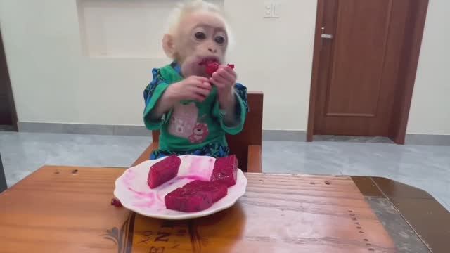 Обезьянка крошка БУКАШКА нашла еду Ест одна Перепачкалась Сама разделась Отнесла папе стирать Милота