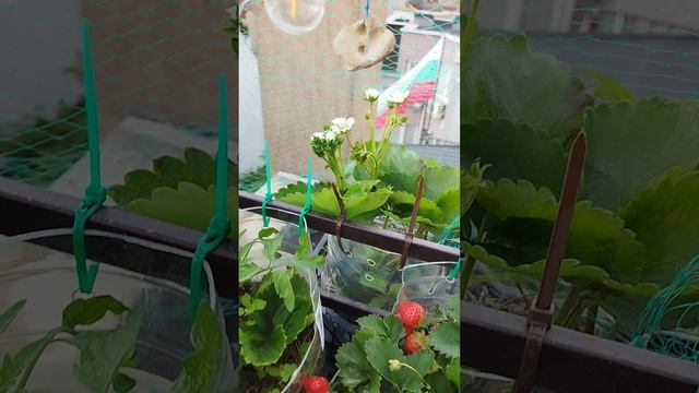 готова собирать урожай в своём саду на крыше!