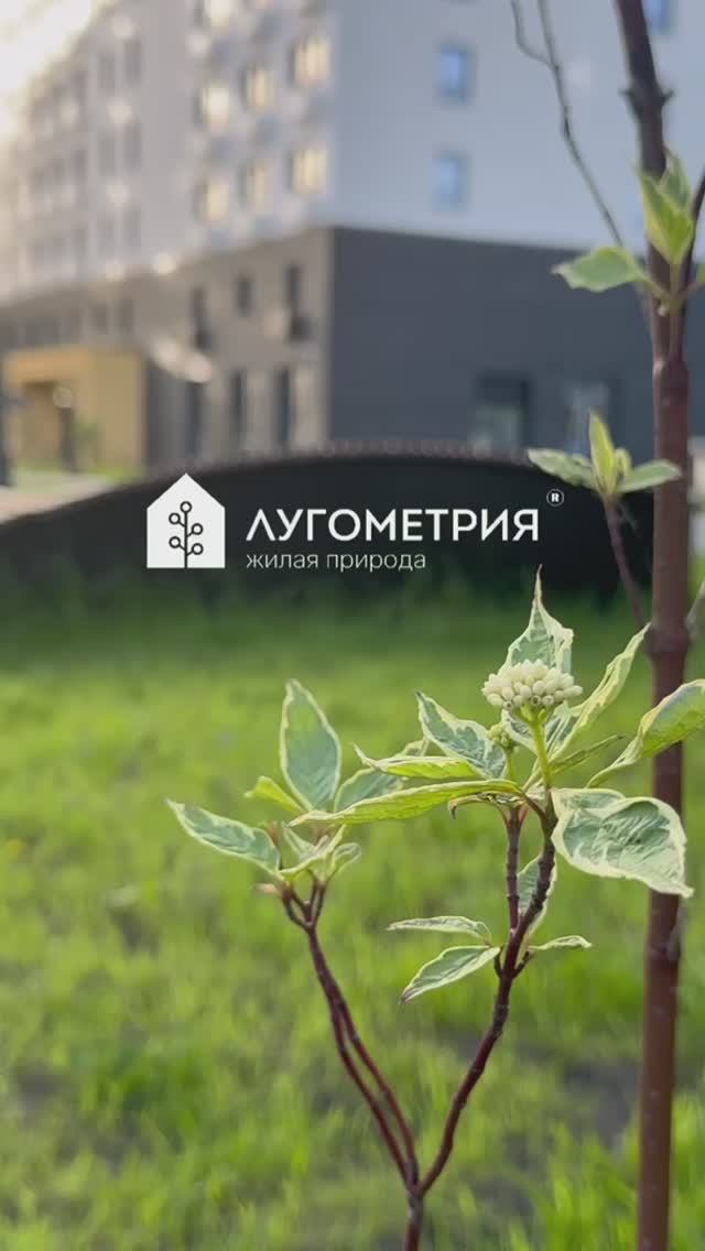 Лугометрия глазами ребёнка!