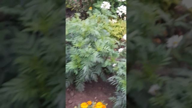 1000028067.mp4Ржев.28.05.2025г.