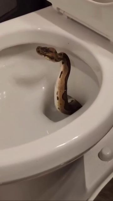 Новый сосед

🥴 — новая фобия